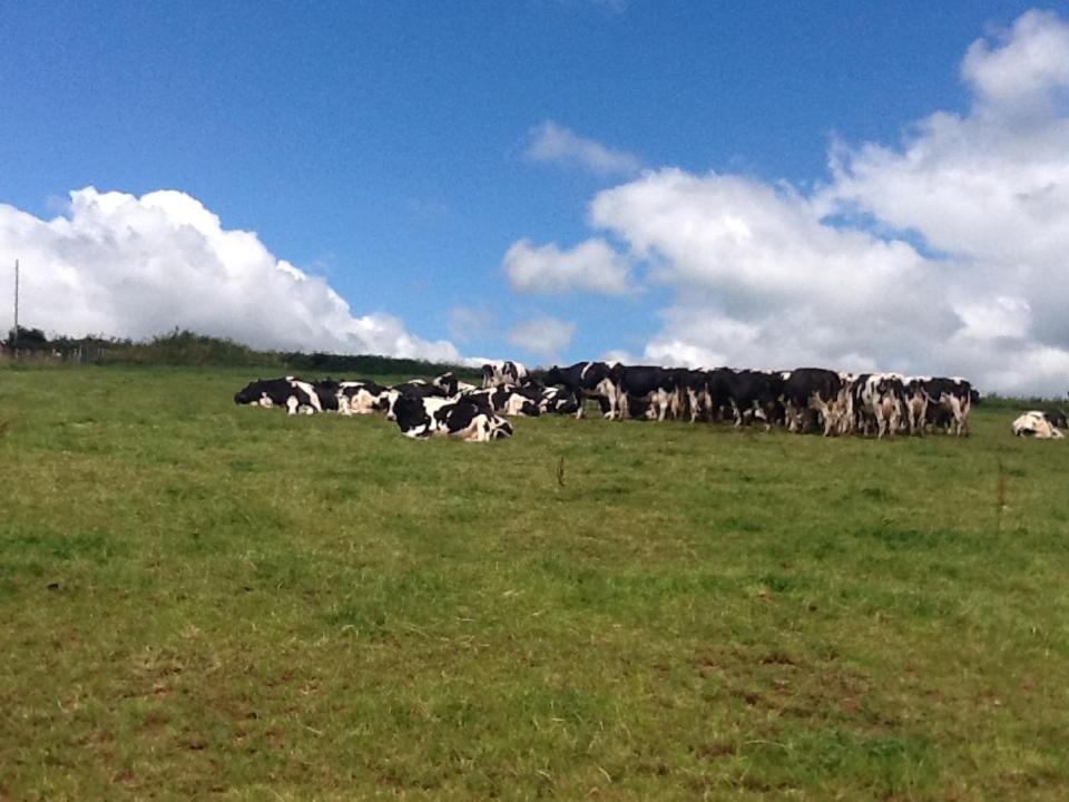 North Hollacombe Farm Crediton Ngoại thất bức ảnh